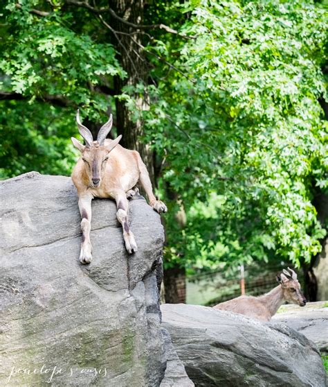 A Day At The Bronx Zoo » Penelope Guzman New York Freelance Writer and Photographer