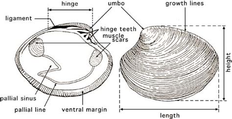 Clam External Anatomy