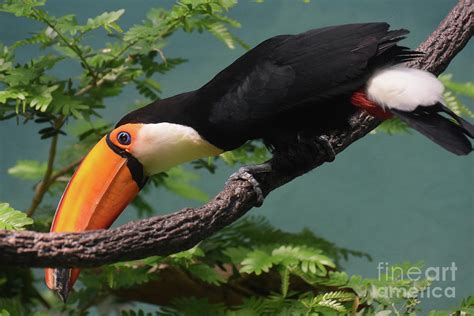 Toucan bird Carefully Balancing on a Tree Branch Photograph by DejaVu Designs - Pixels