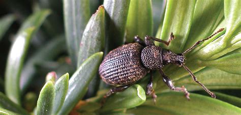 ICL webinars tackle future of Vine Weevil control - Hort News