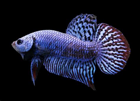 Alien Betta: Care, Size, Breeding, Genetics & More - Fish Laboratory