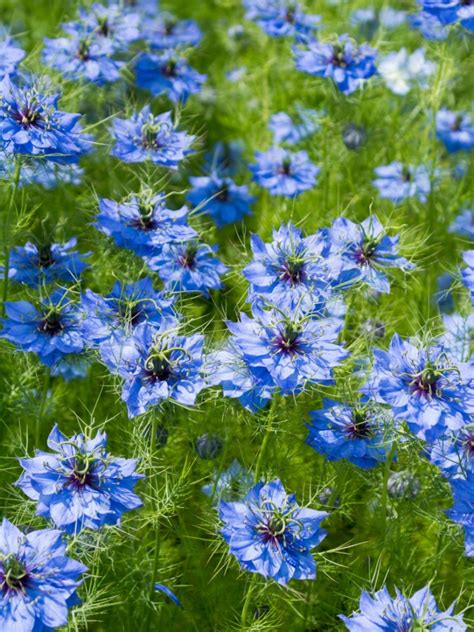 Nigella Plant Info: Learn About The Care Of Love In A Mist Flower