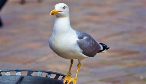 Brighton seagulls higher in food chain than humans | The Daily Mash