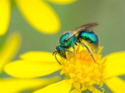 Do Sweat Bees Sting or Bite? (& Do They Die After Stinging?) - LearnBees