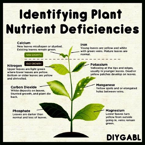 Nutrient Deficiency In Plants Pictures - Plant Ideas