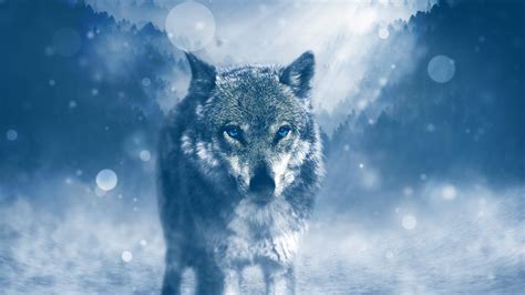 Blue Wolf Eye Wallpapers - Top Free Blue Wolf Eye Backgrounds ...