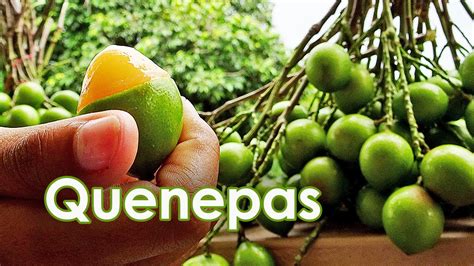 Quenepas - YouTube