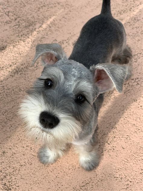 Our girl Olivia got her first haircut! : r/schnauzers