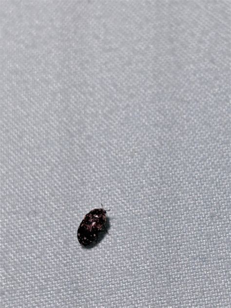 carpet beetle? found this on my bed : r/carpetbeetles