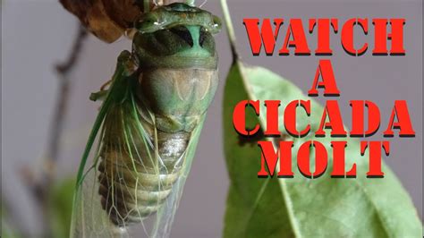 Watch a Cicada Shed Its Skin - Morning (Neotibicen tibicen) cicada ...