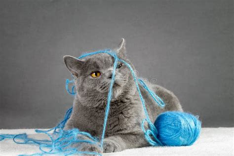 Cat Playing With Yarn Isolated Stock Photo - Image of curious, yarn ...