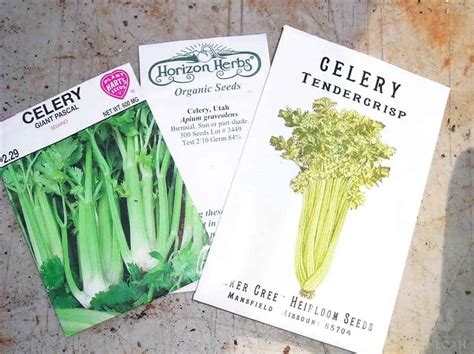 How To Grow Celery From Seed • New Life On A Homestead