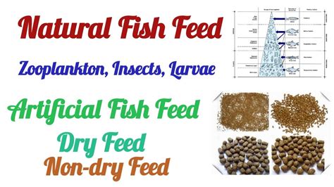 Fish Feed Types I Natural Feed I Artificial Feed - YouTube