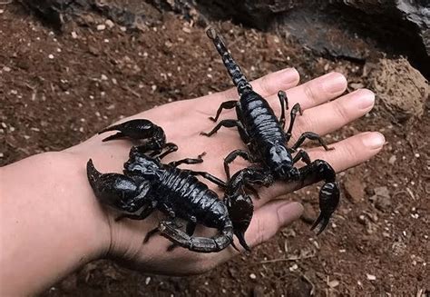 Asian Giant Forest Scorpion (Heterometrus Petersii) - HappyForestStore