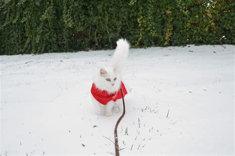 Cat Photos Friday #94- Snow Cats