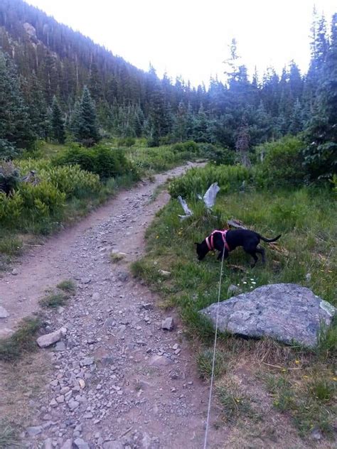 Complete Guide to the Wheeler Peak Hike: Highest Point in New Mexico