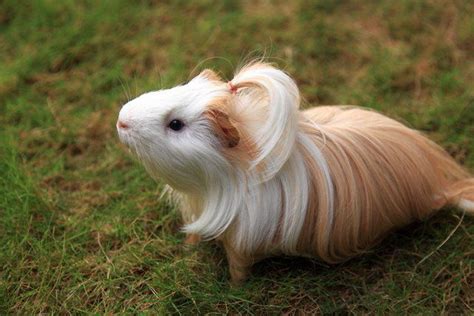 Guinea Pig Silkie | Guinea pigs, Cute guinea pigs, Guinea pig care