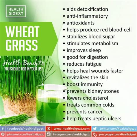 Linda's Voice: Health Benefits of Wheat Grass