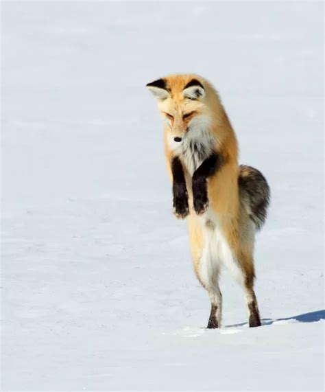 Amazing photos of a fox leaping on its prey and landing headfirst in snow - Irish Mirror Online