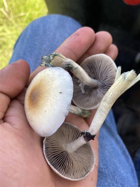 Are these shrooms? : r/ShroomID