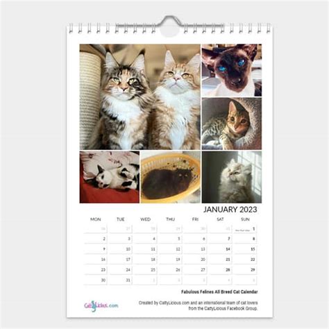 Fabulous Felines All Breed Cat Calendar 2023 (Version 2) - Cattylicious ...