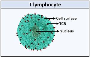 What is T Cell? Definition, Types, Receptors & Maturation - Biology Reader