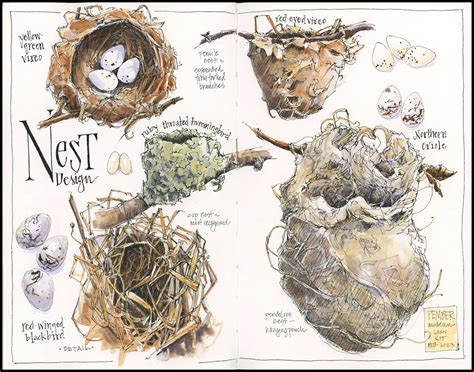 Nest Obsessed | Drawn In