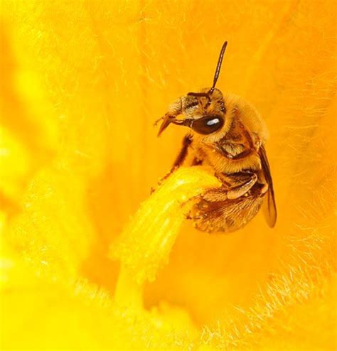 Close-up of the tiny squash bee, genus Peponapis. (Photo courtesy Kathy ...