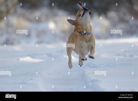 Puppy playing in the snow Stock Photo - Alamy