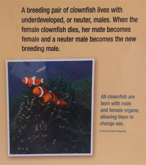 Now we know why Marlin tried so hard to find Nemo : r/funny