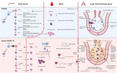 Frontiers | Neutrophils in COVID-19