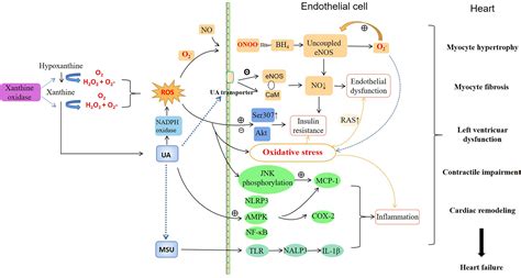 Frontiers | Hyperuricemia and the Risk of Heart Failure: Pathophysiology and Therapeutic ...