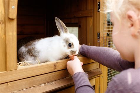 Królik domowy - wszystko o małych zwierzętach w Magazynie zooplus