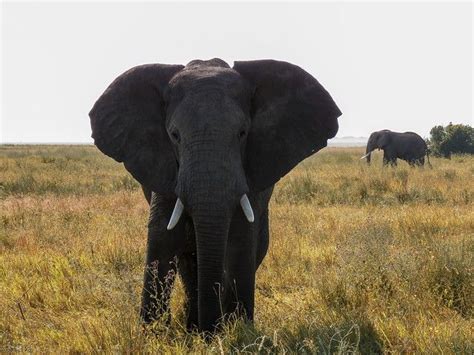 Majestic Elephant | Elephant, Majestic, Wildlife