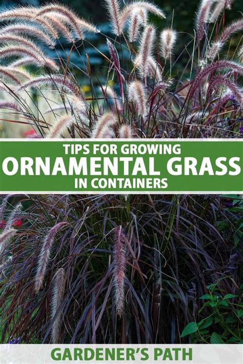 Tips for Growing Ornamental Grass in Containers