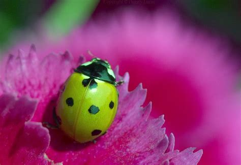 A green ladybird by Thierry Lucas | Ladybird, Green bug, Ladybug garden