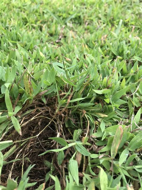 Grass/weed identification needed | Lawn Care Forum