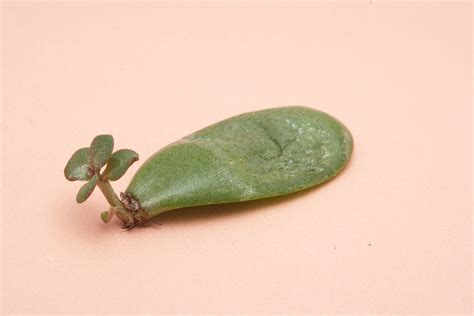 How to Propagate Jade Plants in Soil or Water