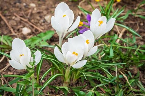 Premium Photo | White crocus flowers grow in spring flower garden