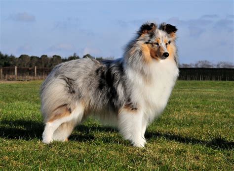 Sheltie breed dog posing outdoors wallpapers and images - wallpapers, pictures, photos