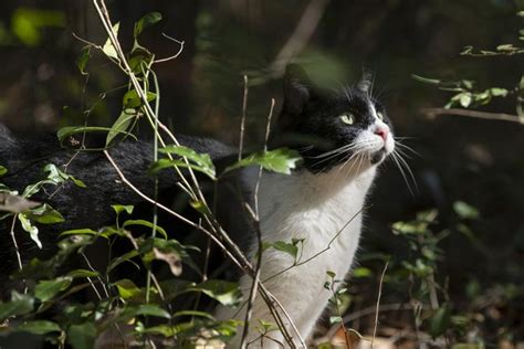 Photos: Volunteers care for feral cat colonies as part of "No Kill ...