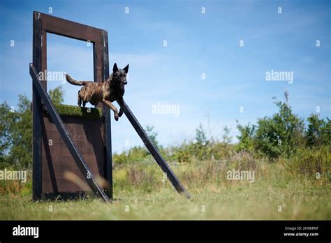 Belgian Malinois agility training Stock Photo - Alamy