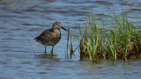 Willet in breeding plumage - YouTube