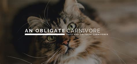 What is an Obligate Carnivore? - Raw Fed and Nerdy