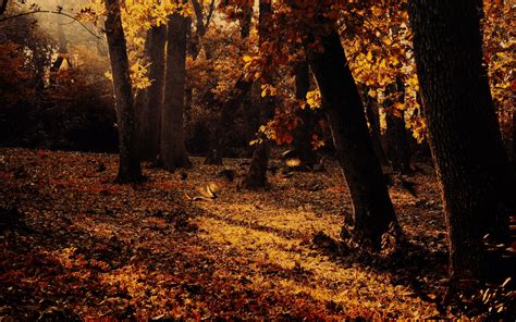 autumn, Forest, Trees, Nature Wallpapers HD / Desktop and Mobile Backgrounds