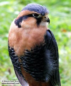 Image result for scottish birds of prey | Birds of prey, Birds bees butterflies, Pet birds