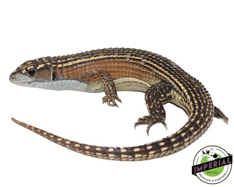 Juvenile Giant Plated Lizard For Sale - Imperial Reptiles – IMPERIAL ...