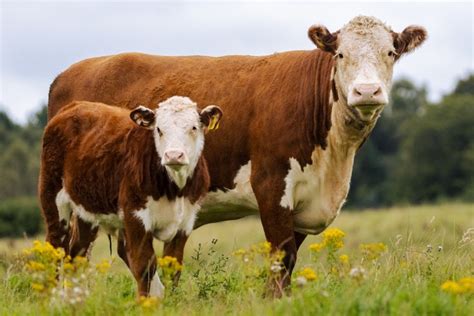 Cattlemen's Meeting | Marion County Extension Office