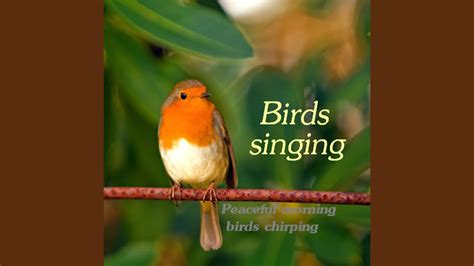 9 Minutes Beautiful Morning Birds Sounds - YouTube