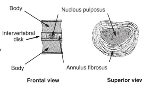 Central Nervous System Flashcards | Quizlet